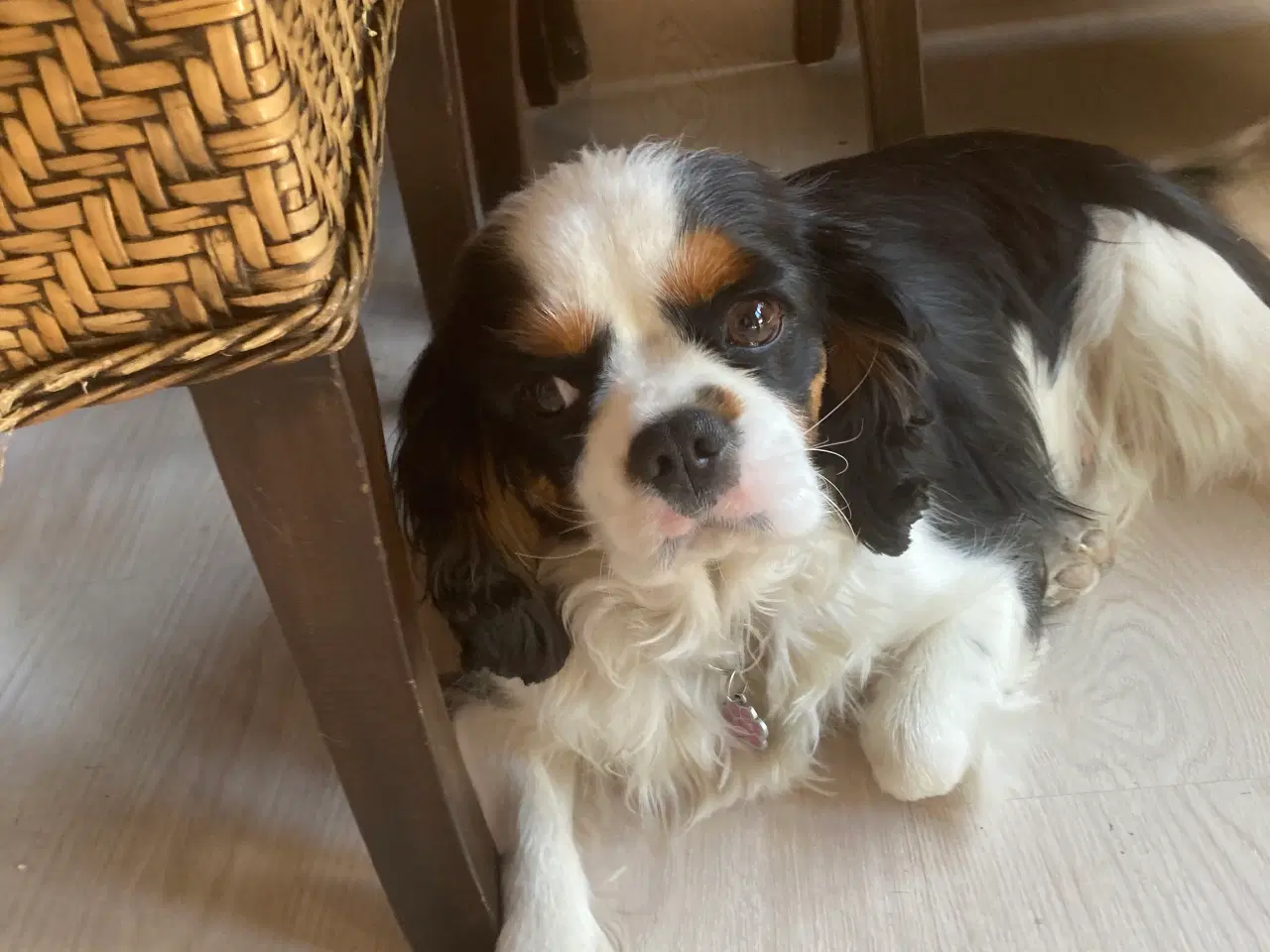 Billede 2 - King Charles kavaler 