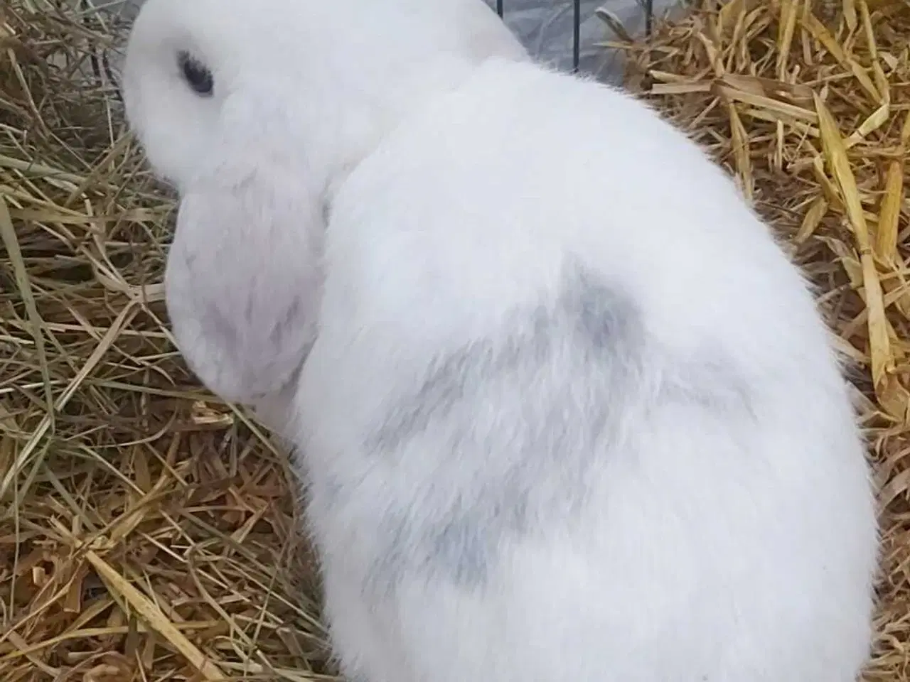 Billede 2 - Super sød minilop