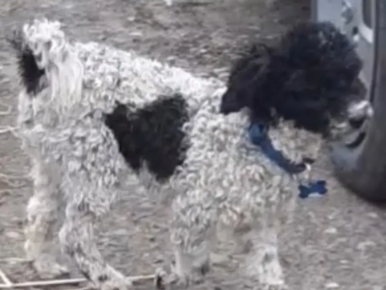 Billede 7 - Puddel havanese hvalpe