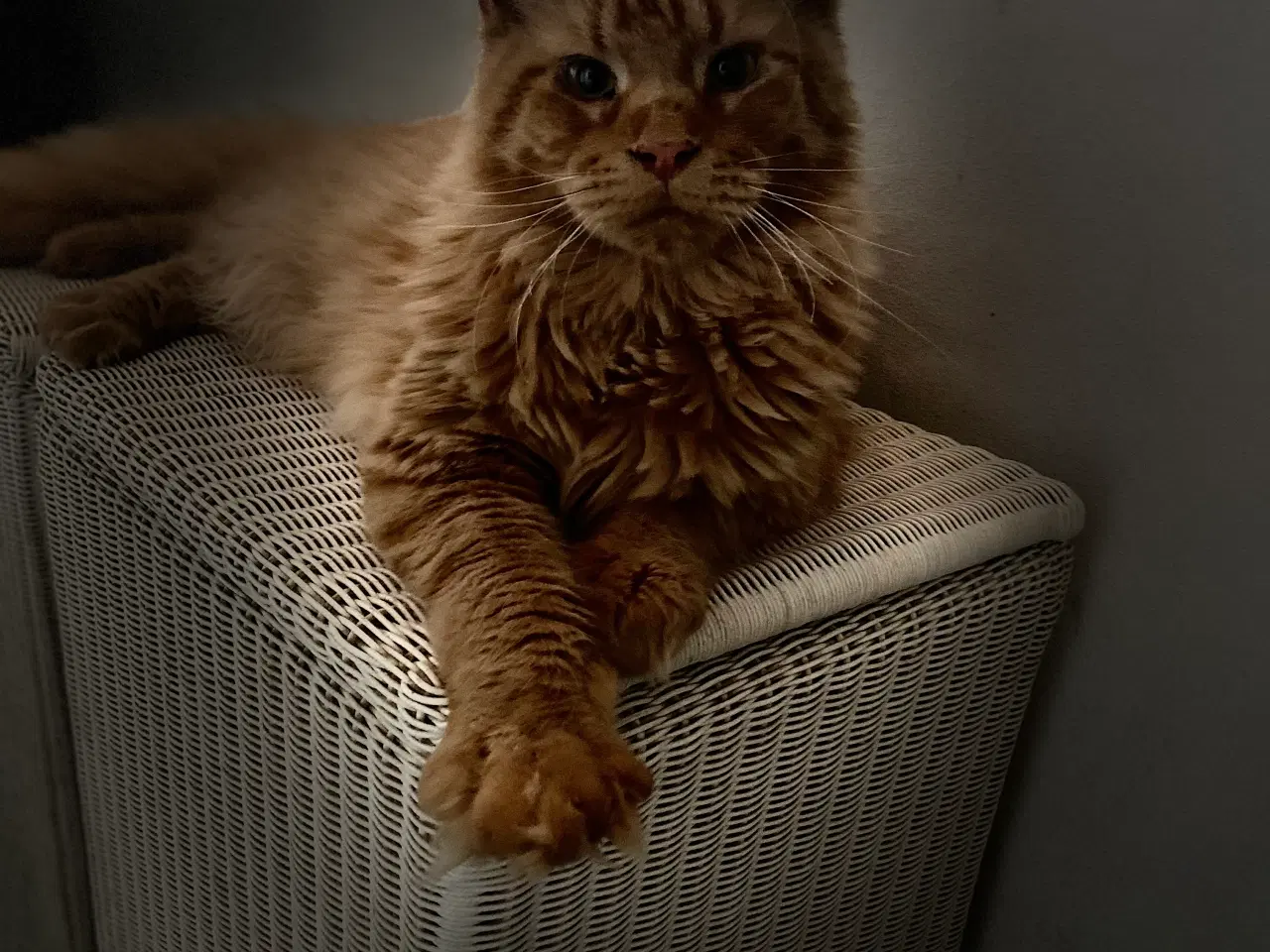 Billede 4 - Maine coon 