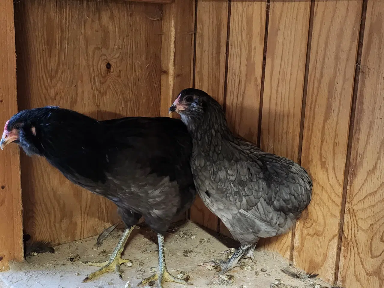 Billede 1 - Araucana (haleløs), blå æg