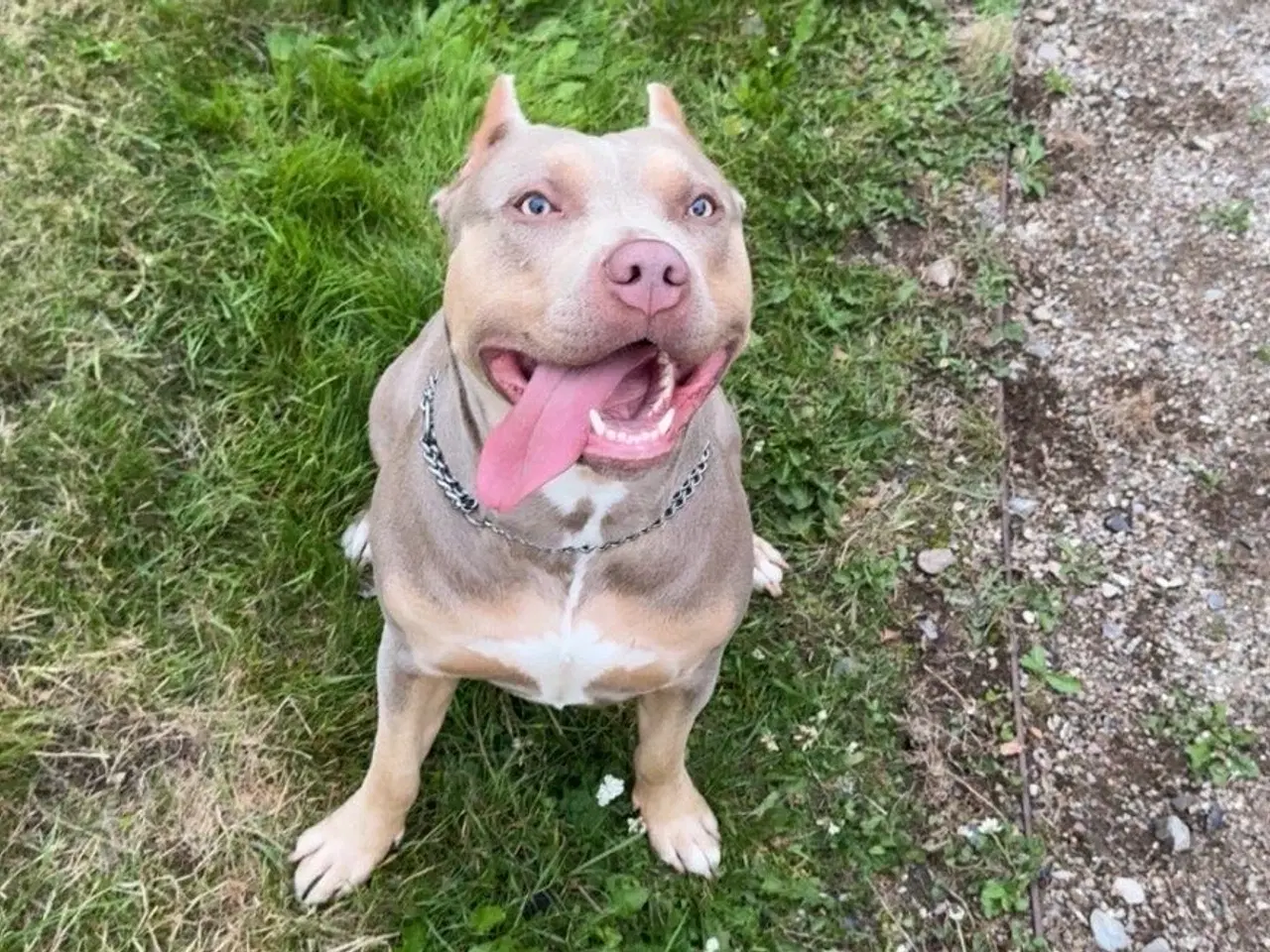 Billede 2 - Kærlig hund søger nyt hjem