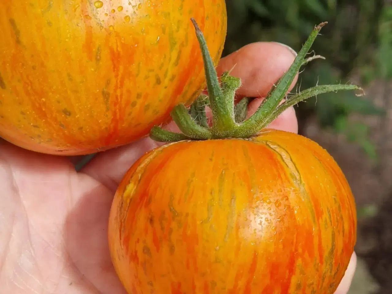 Billede 6 - 300 tomatsorter - FRØ shop!
