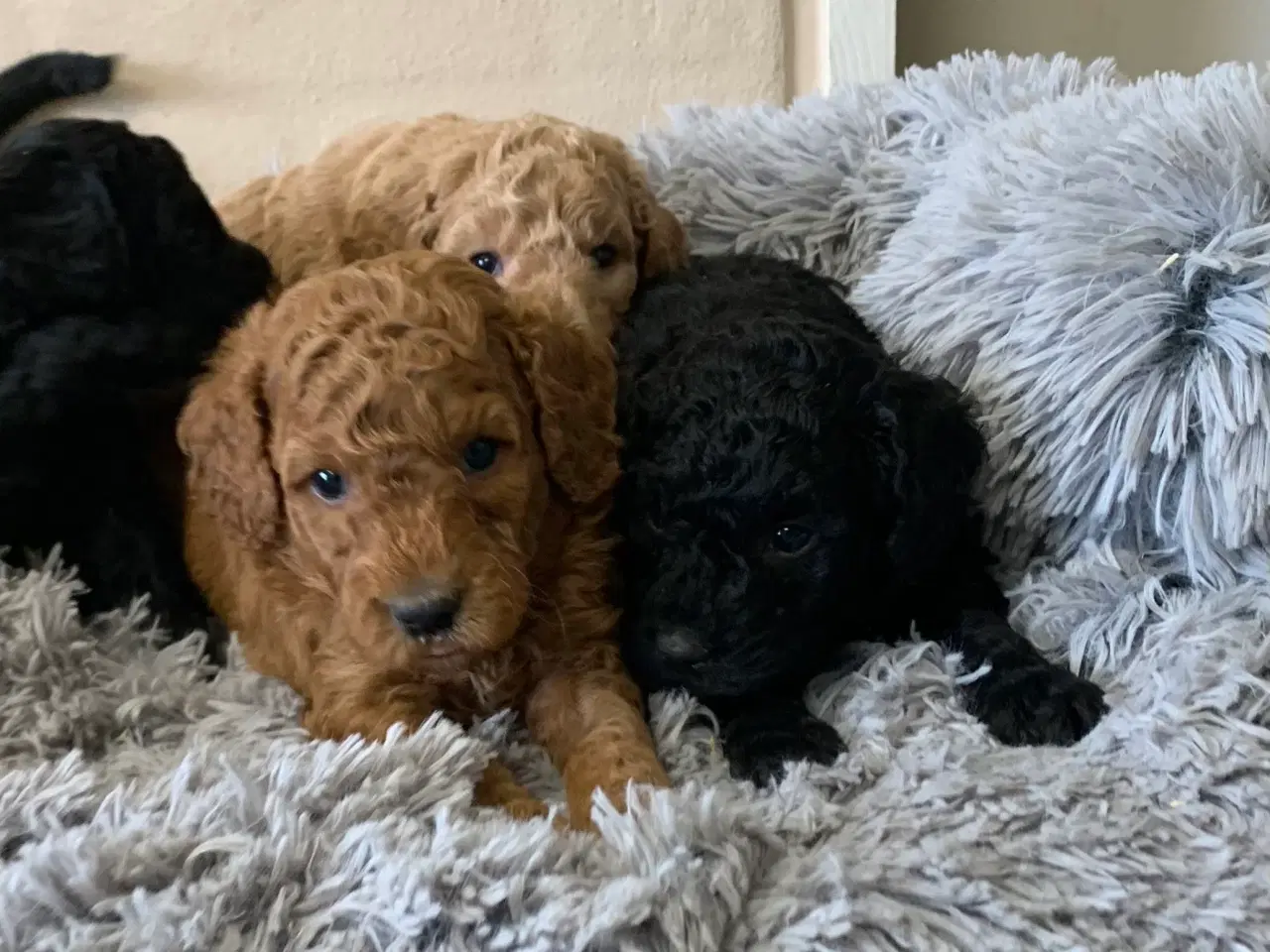 Billede 2 - Mini Golden Doodle F1B babyer 
