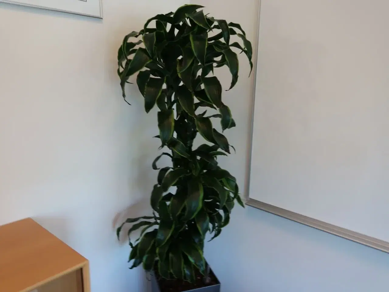 Billede 2 - Plante i krukke