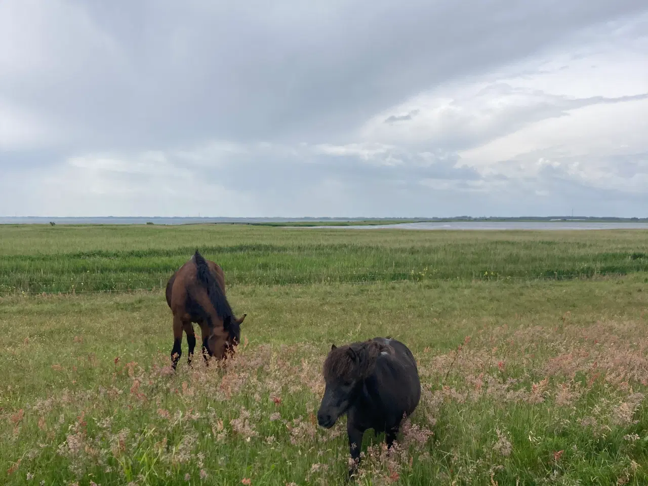 Billede 1 - Shetlænder søges