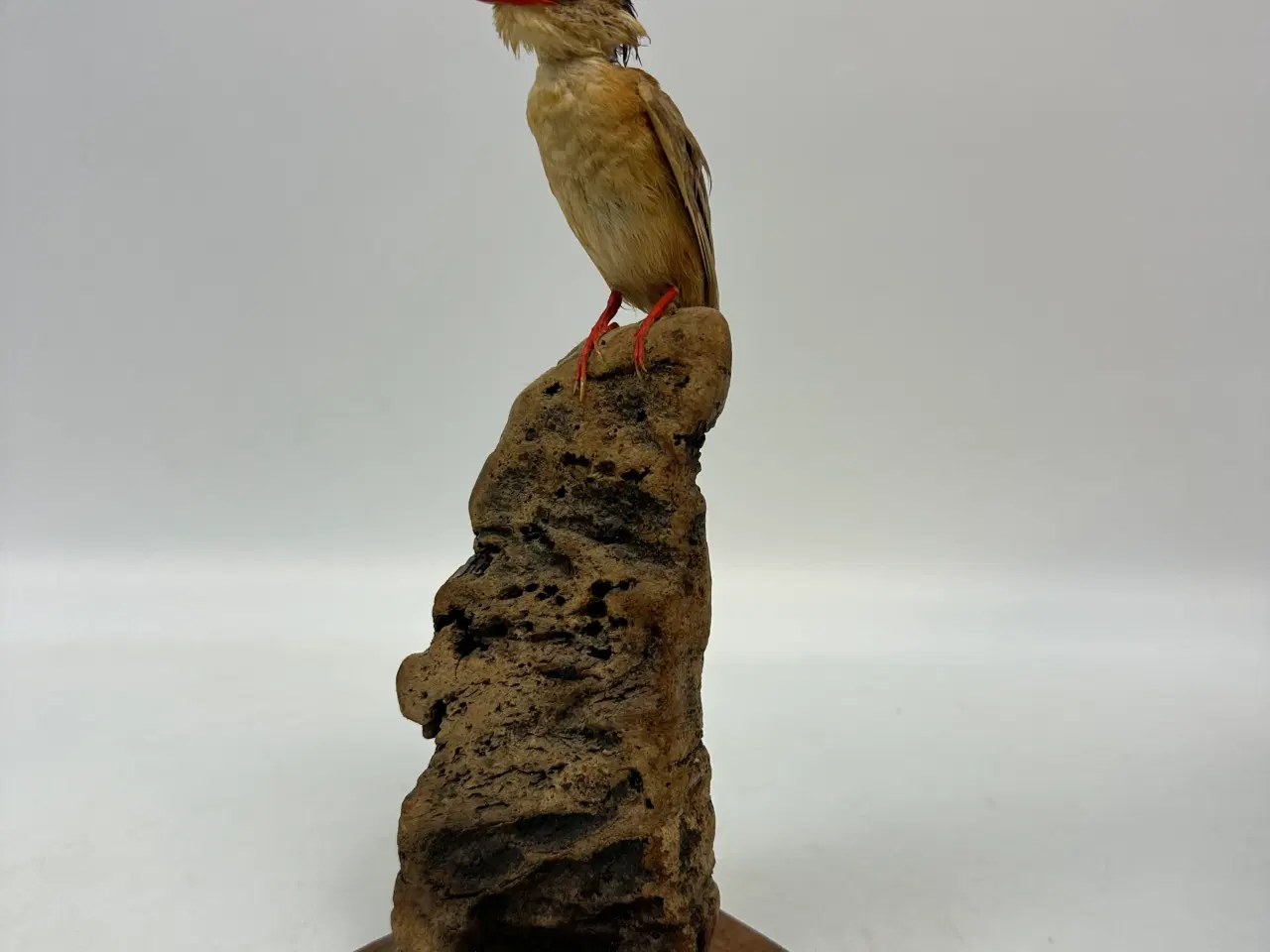 Billede 7 - Udstoppet Malakit / isfugl