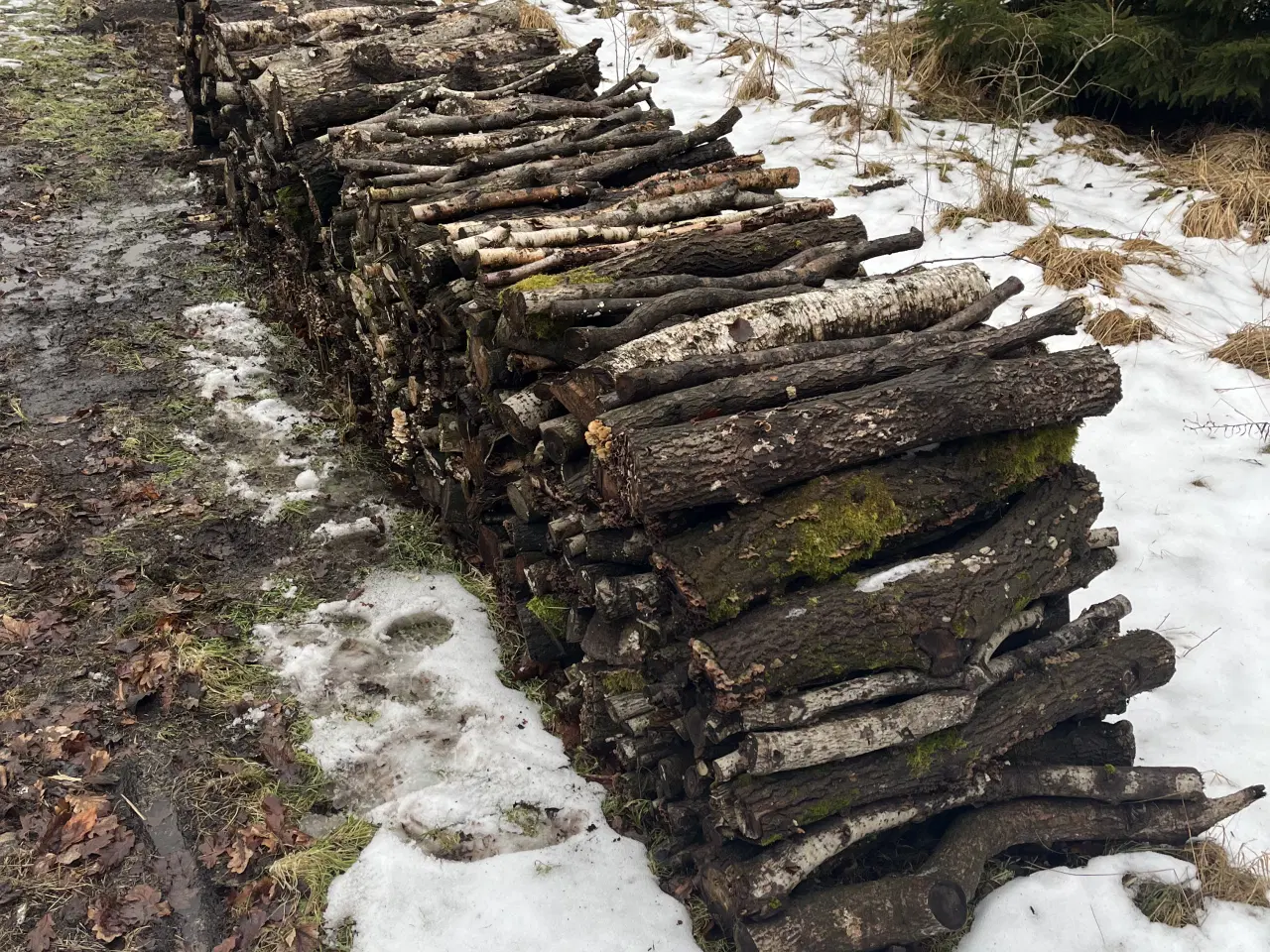 Billede 2 - 5 skovrummeter løvtræ