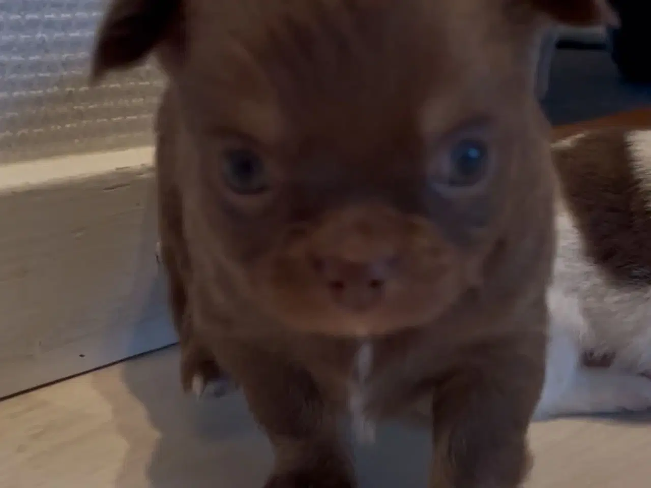 Billede 2 - Chihuahua
