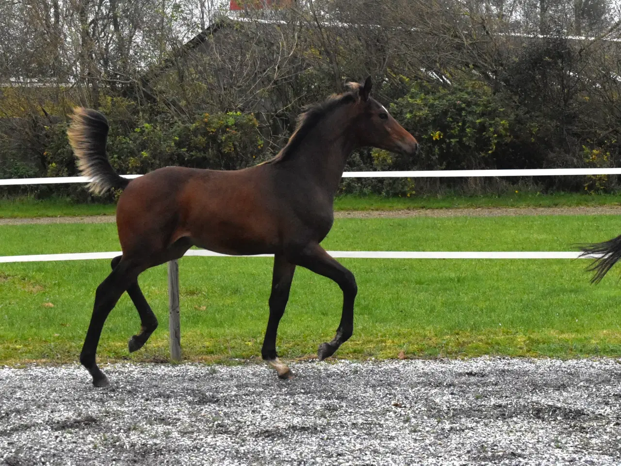 Billede 4 - Smuk 1 års hingst