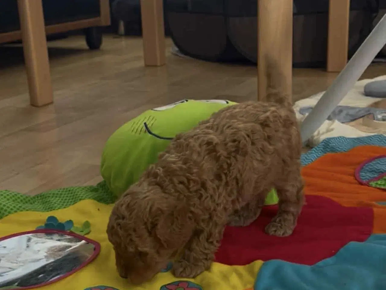 Billede 4 - Labradoodle hvalp - Han