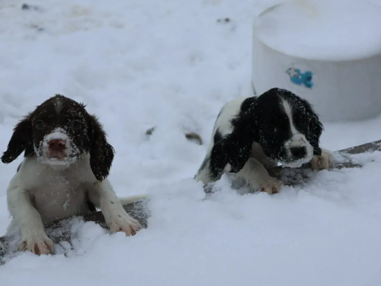 Billede 3 - Springer spaniel hvalpe