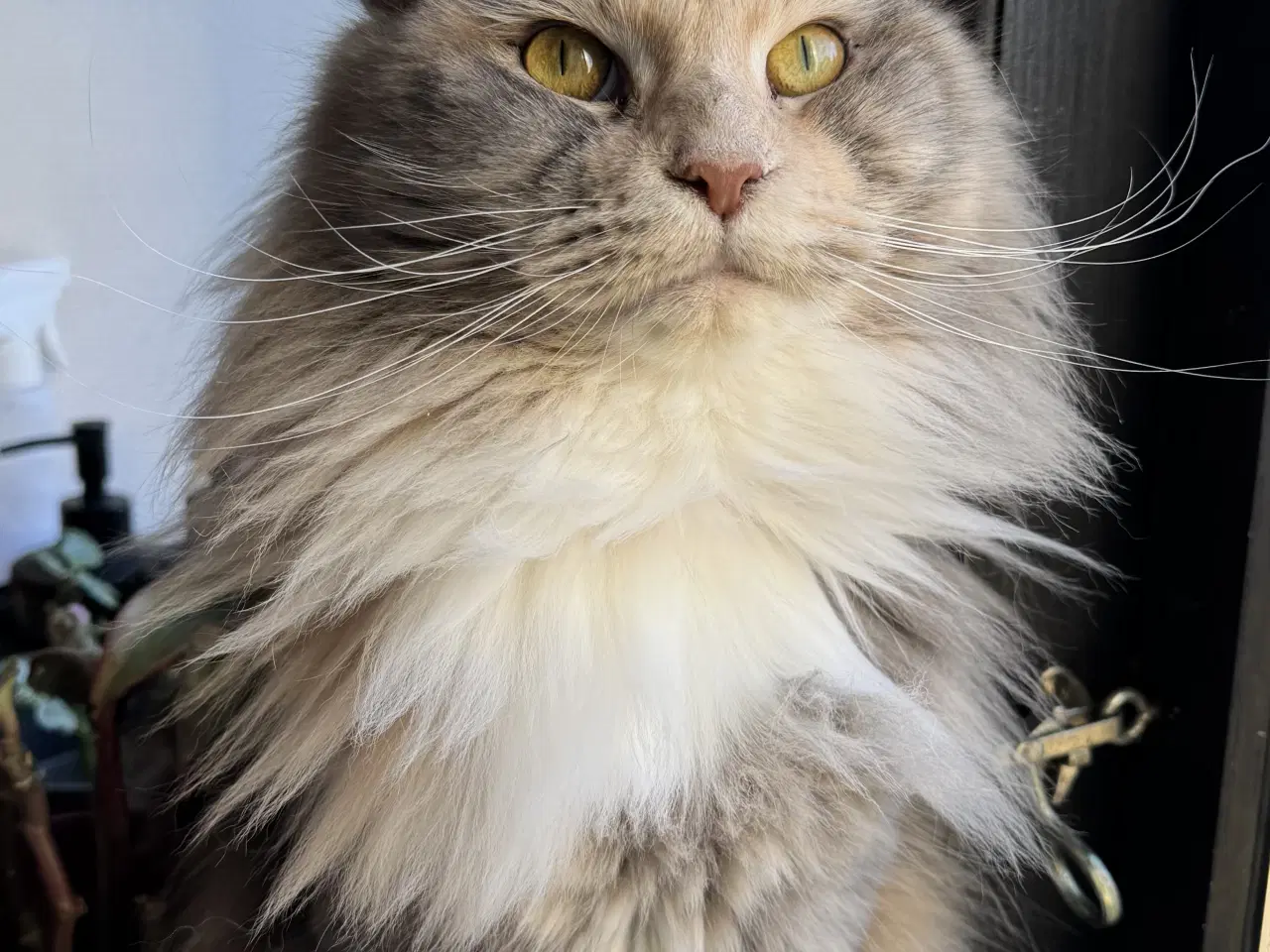 Billede 10 - Maine Coon blandings hankilling sælges 