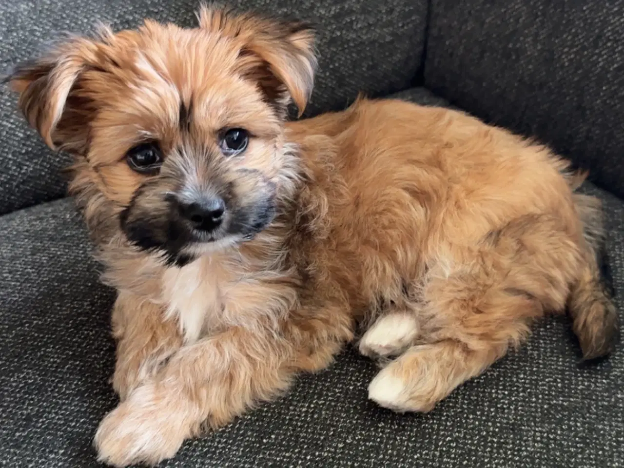 Billede 4 - Yorkshire Terrier/Chihuahua blanding