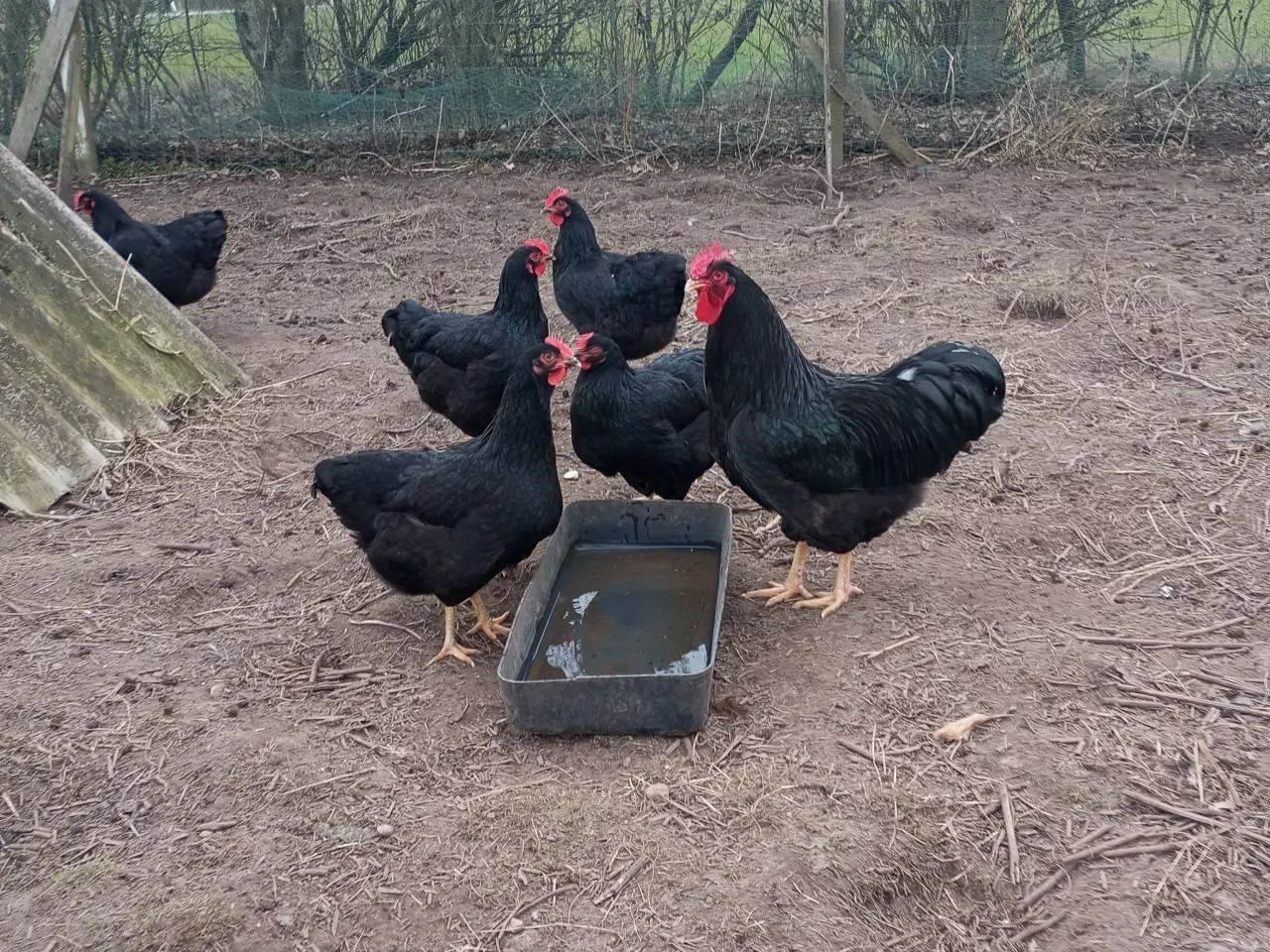 Billede 1 - Plymouth Rock rugeæg 