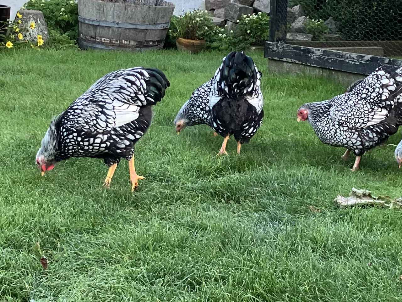 Billede 2 - Søges: Wyandotter, dværg