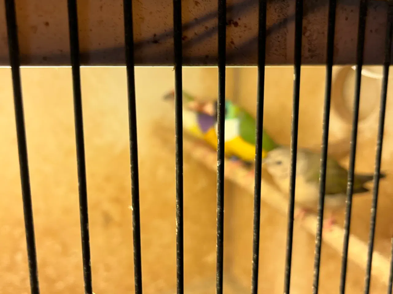 Billede 1 - goldaminer