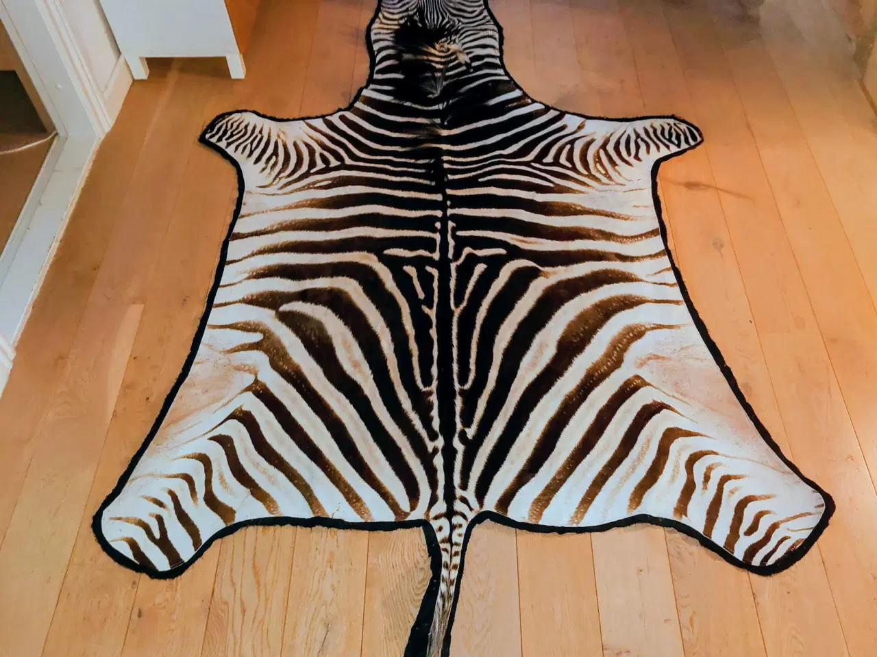 Billede 2 - Eksklusivt zebra-skind – Burchell’s zebra 2022