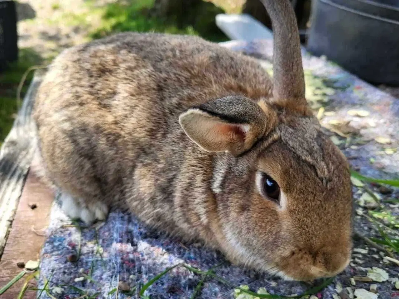 Billede 1 - Yin og Yan ✅Klar til adoption♀️