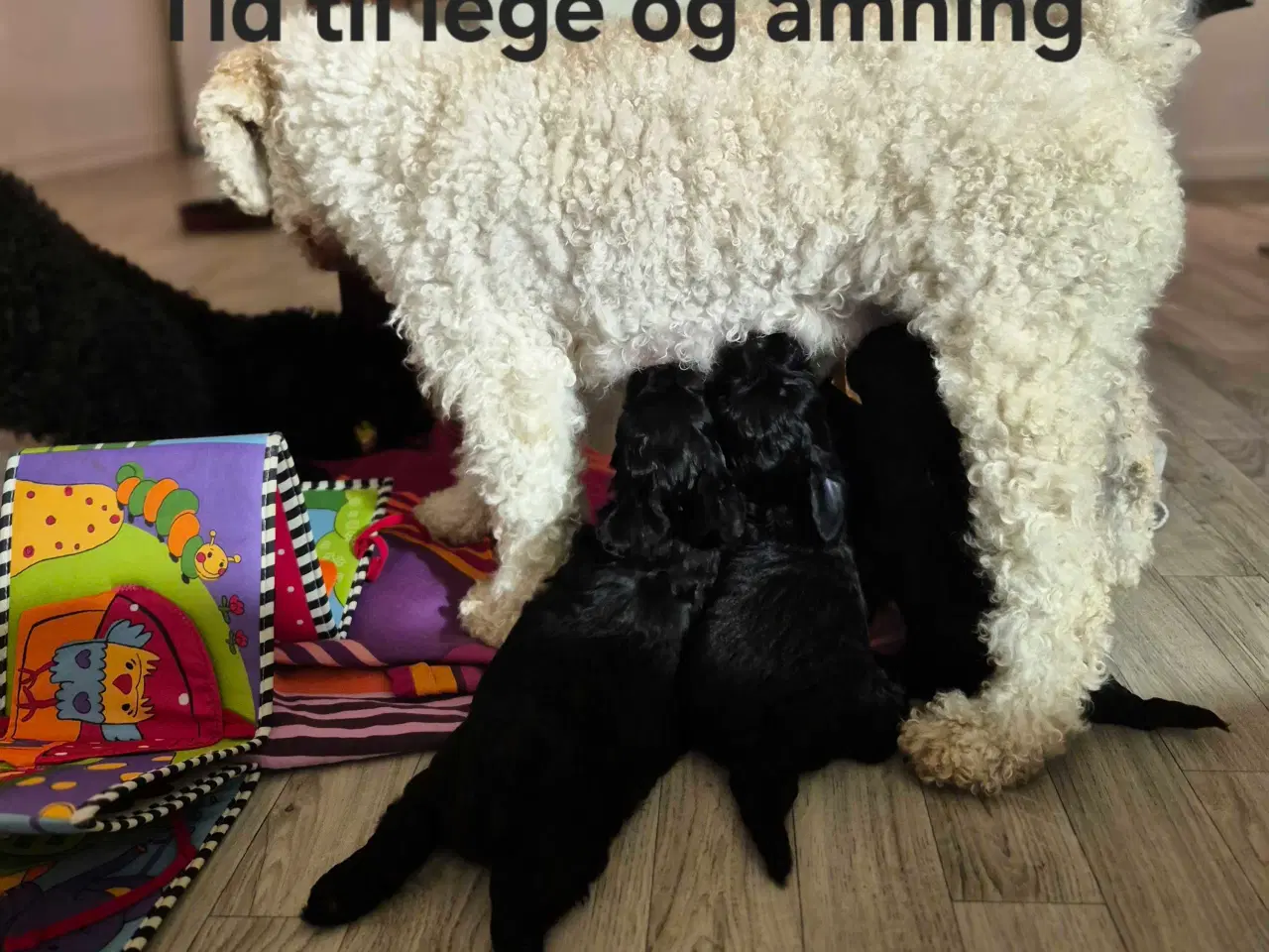 Billede 4 - Havapoo  F1-hvalpe