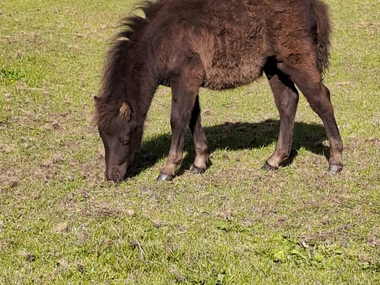 Billede 1 - Shetlænder Hoppeføl