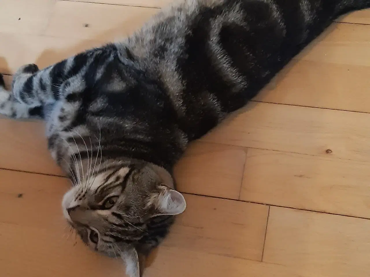 Billede 2 - Dejlig blotched tabby søger nyt hjem