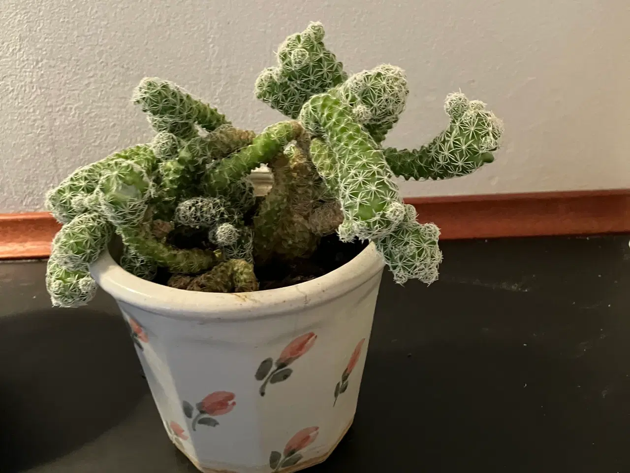 Billede 2 - Indretning stueplanter