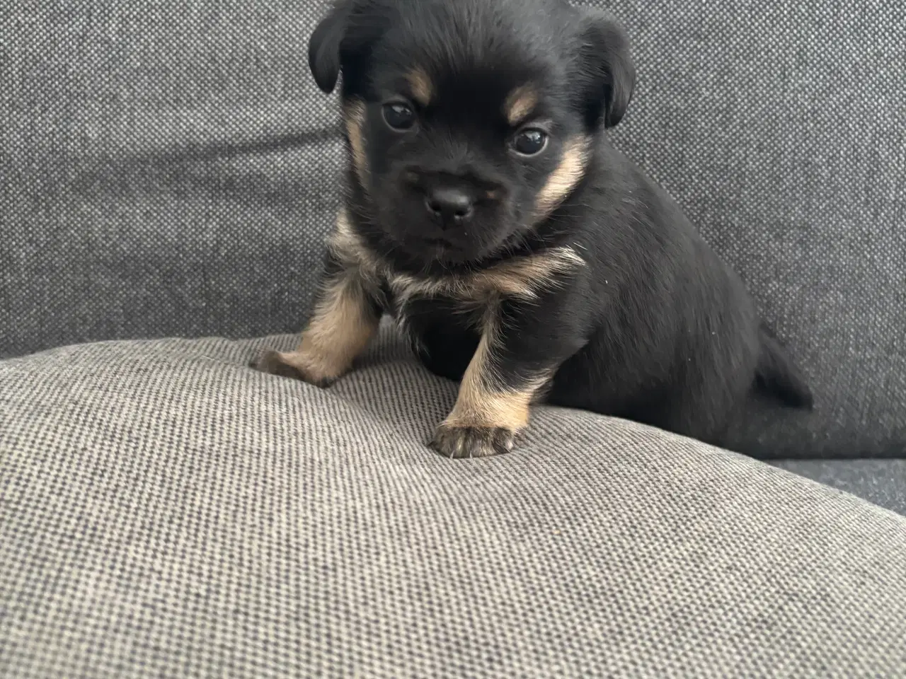Billede 3 - Griffon/chihuahua blanding