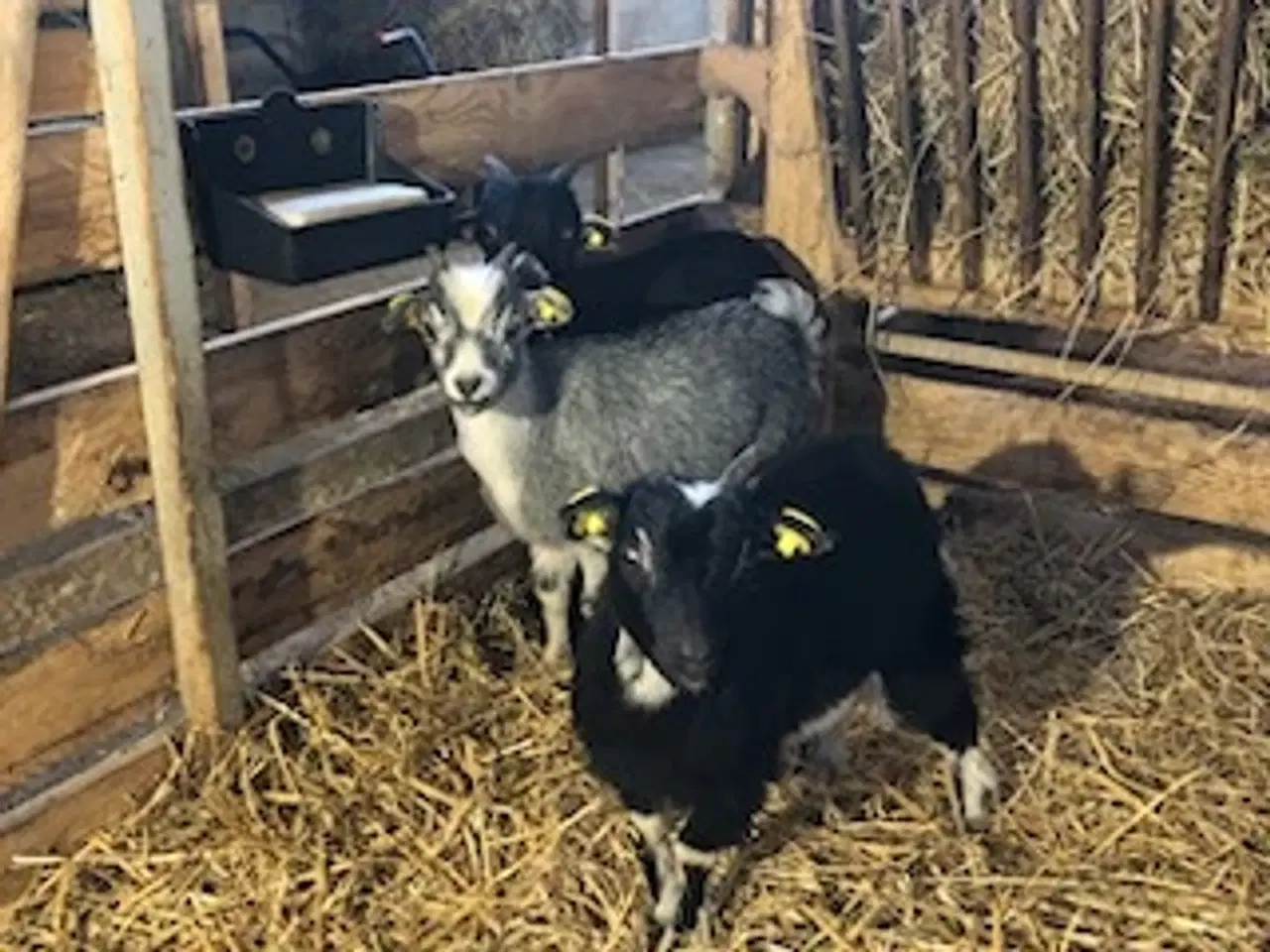 Billede 1 - Dværg bukke kid