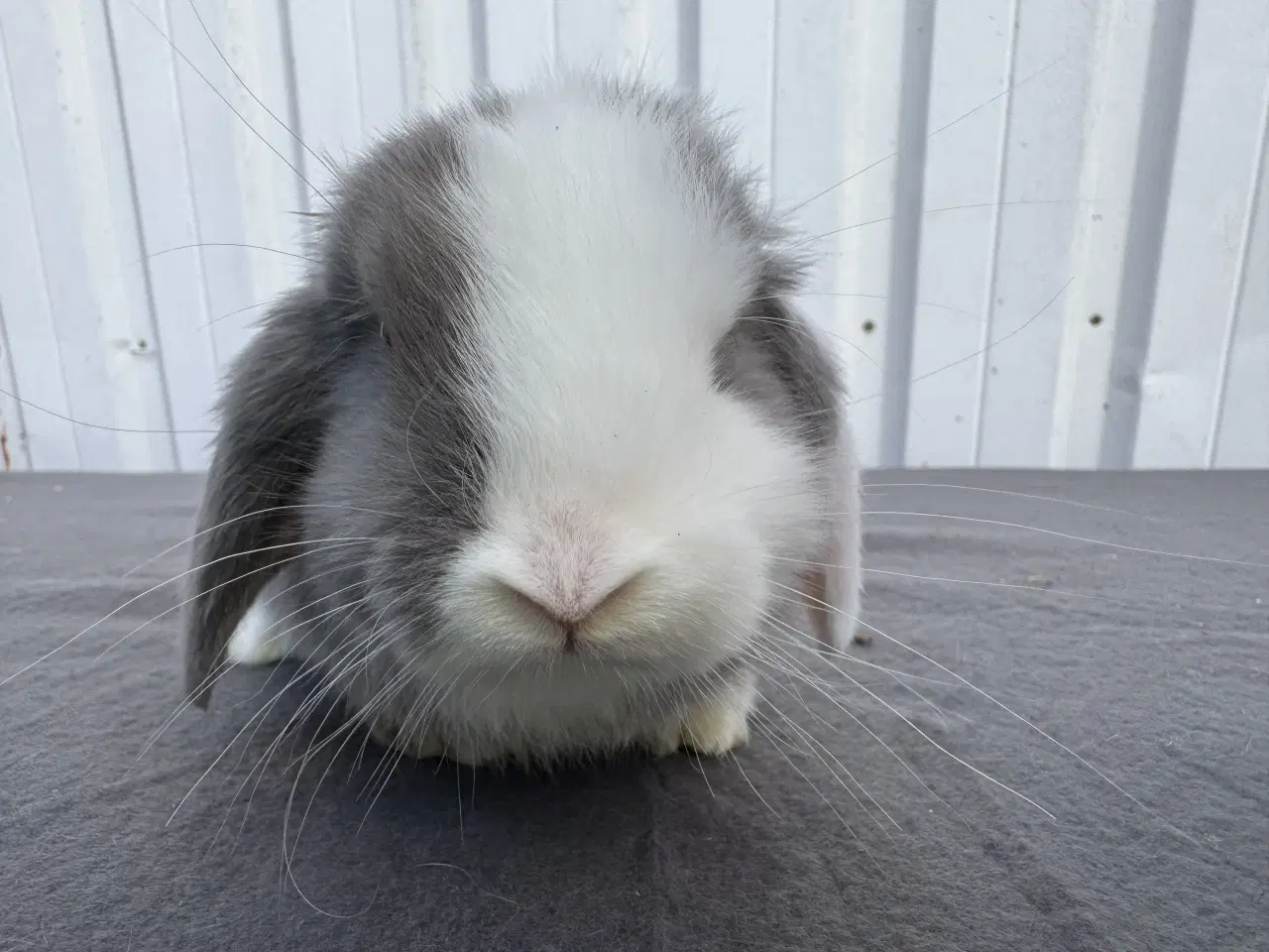 Billede 8 - Dværgvædder han kanin