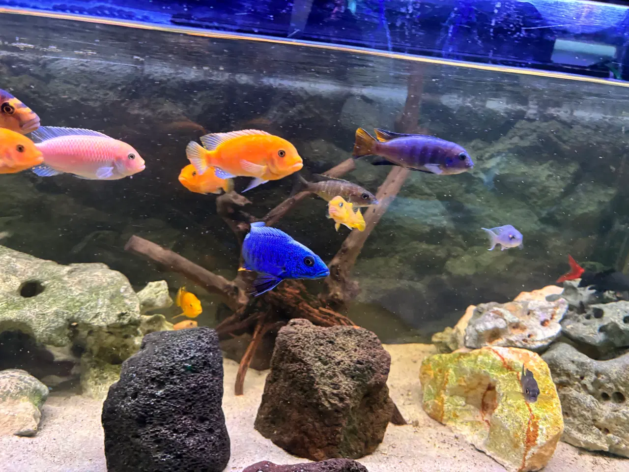 Billede 6 - Cichlide akvarie 320 liter 