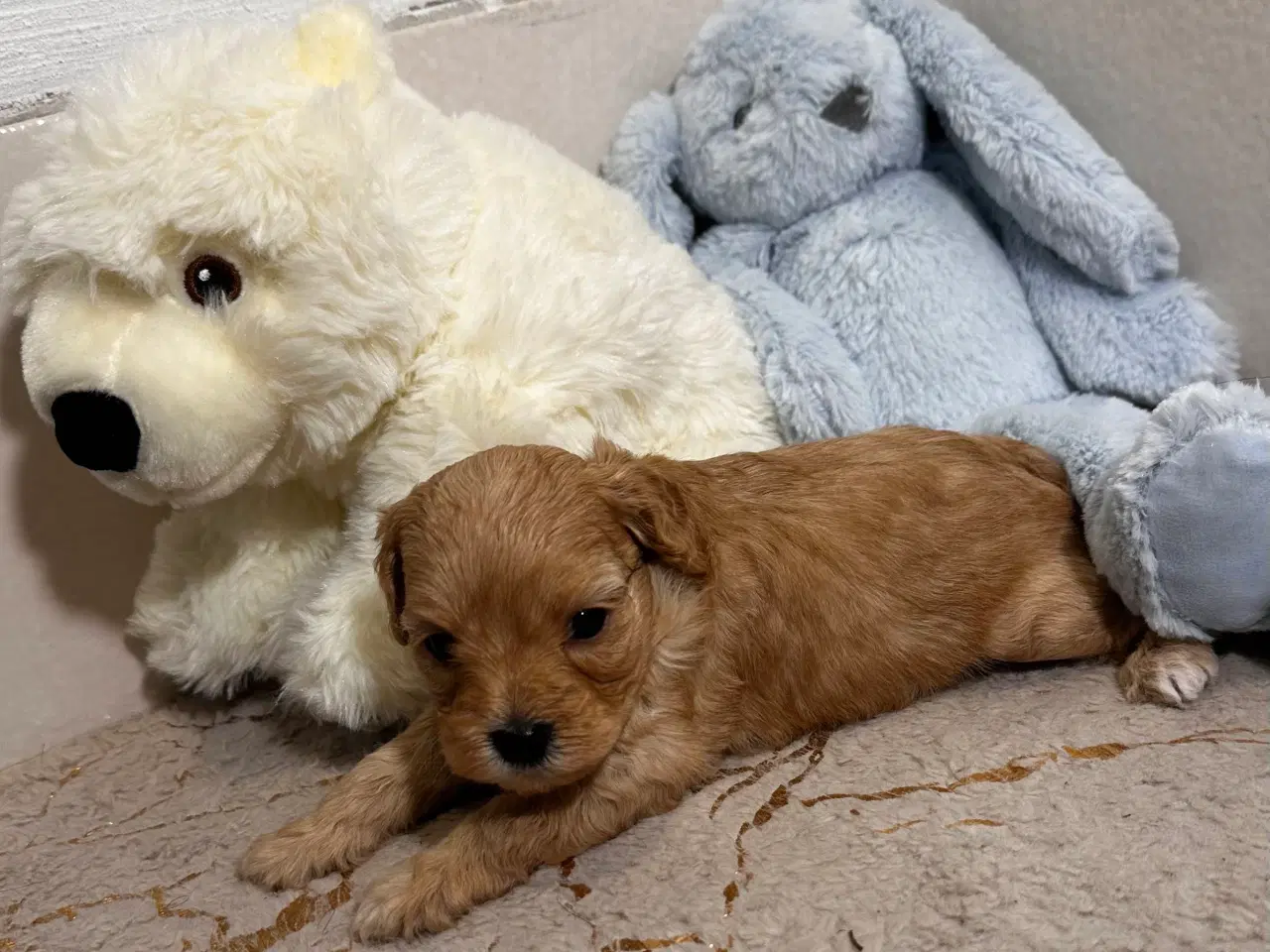 Billede 10 - Cavapoo F2B