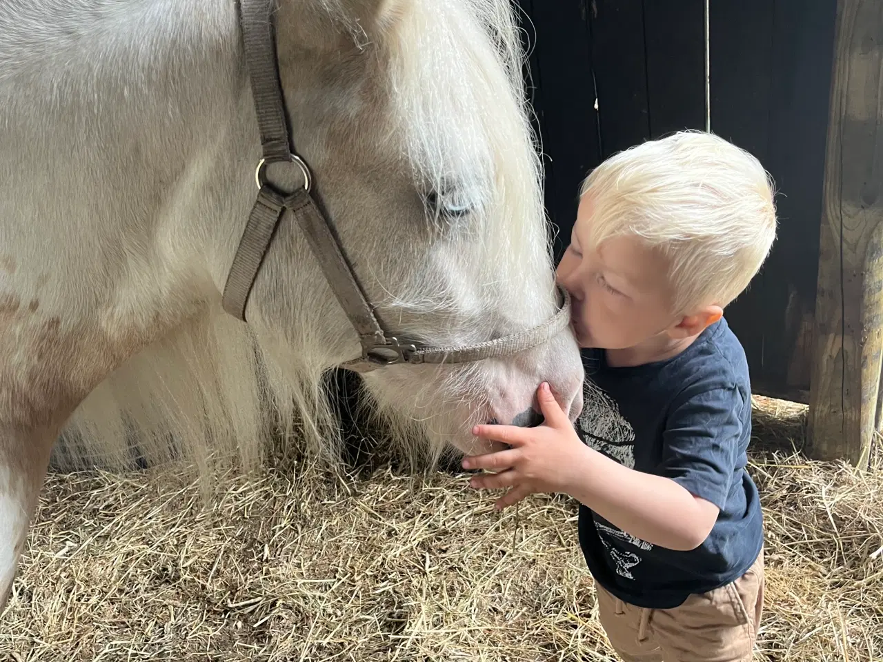 Billede 11 - Irish Cob - Tinker hoppe - 2 år