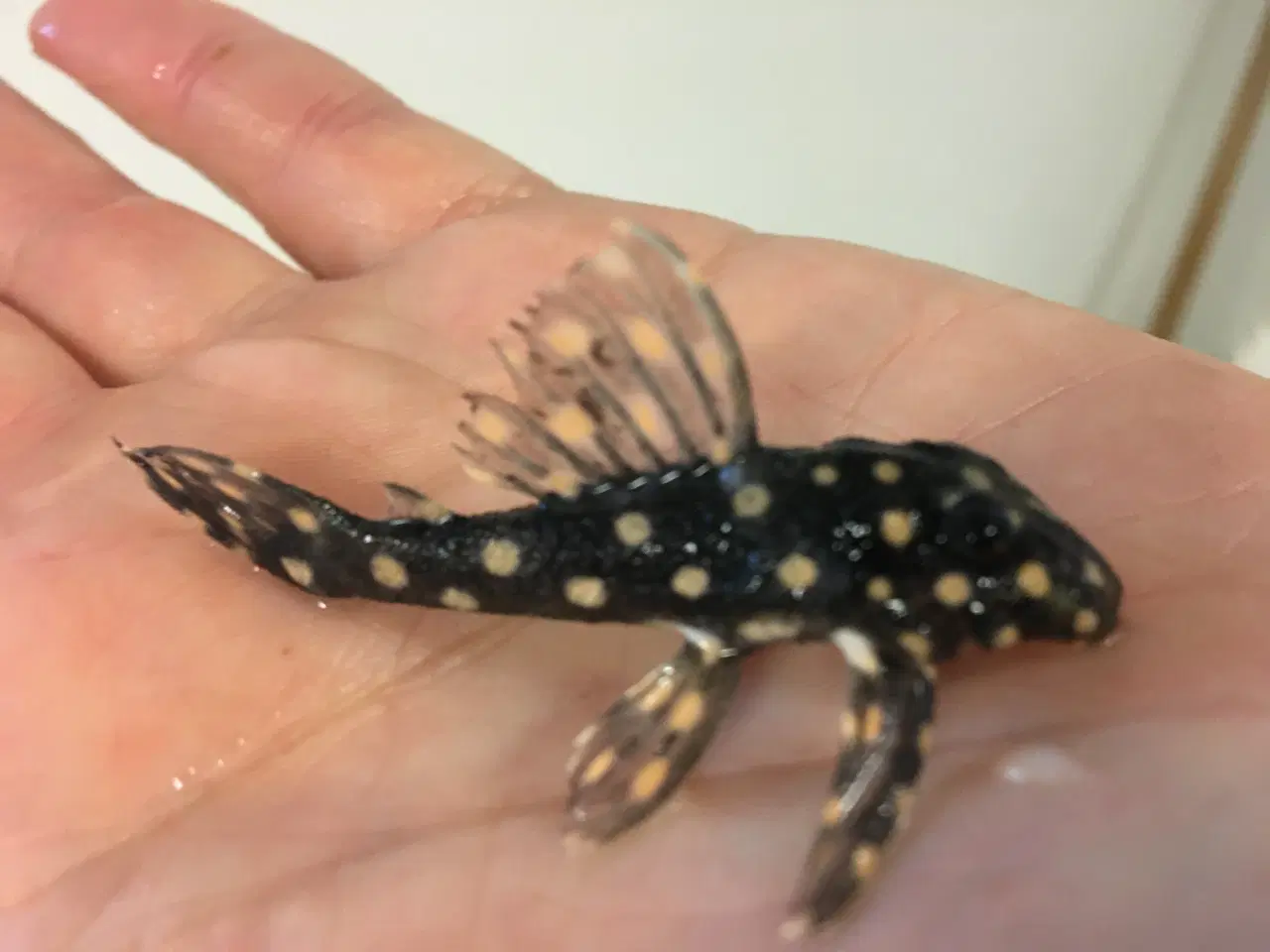 Billede 3 - L201 Hypancistrus sp