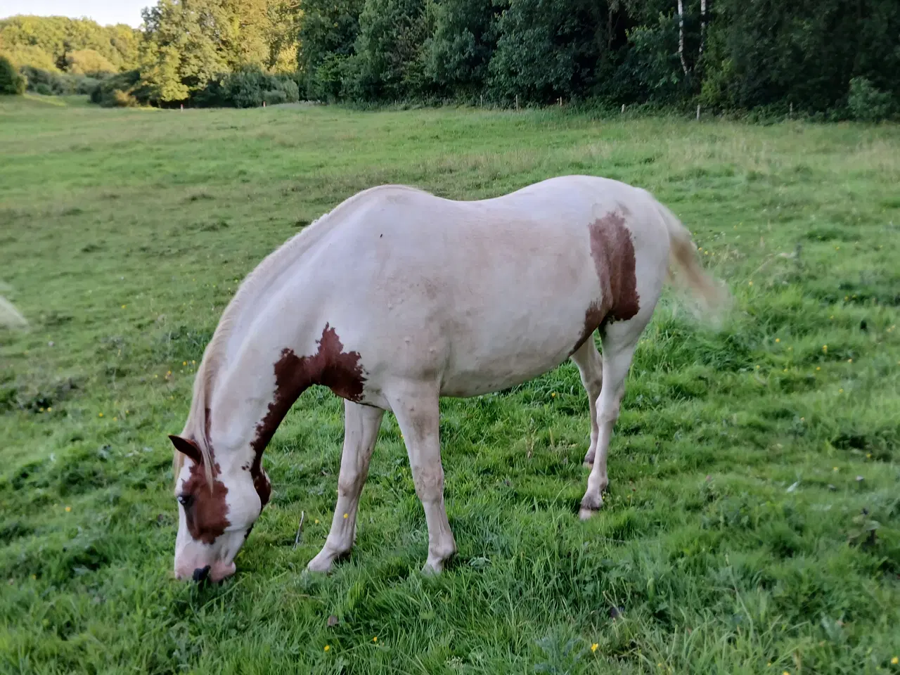 Billede 2 - Pinto vallak 5 år