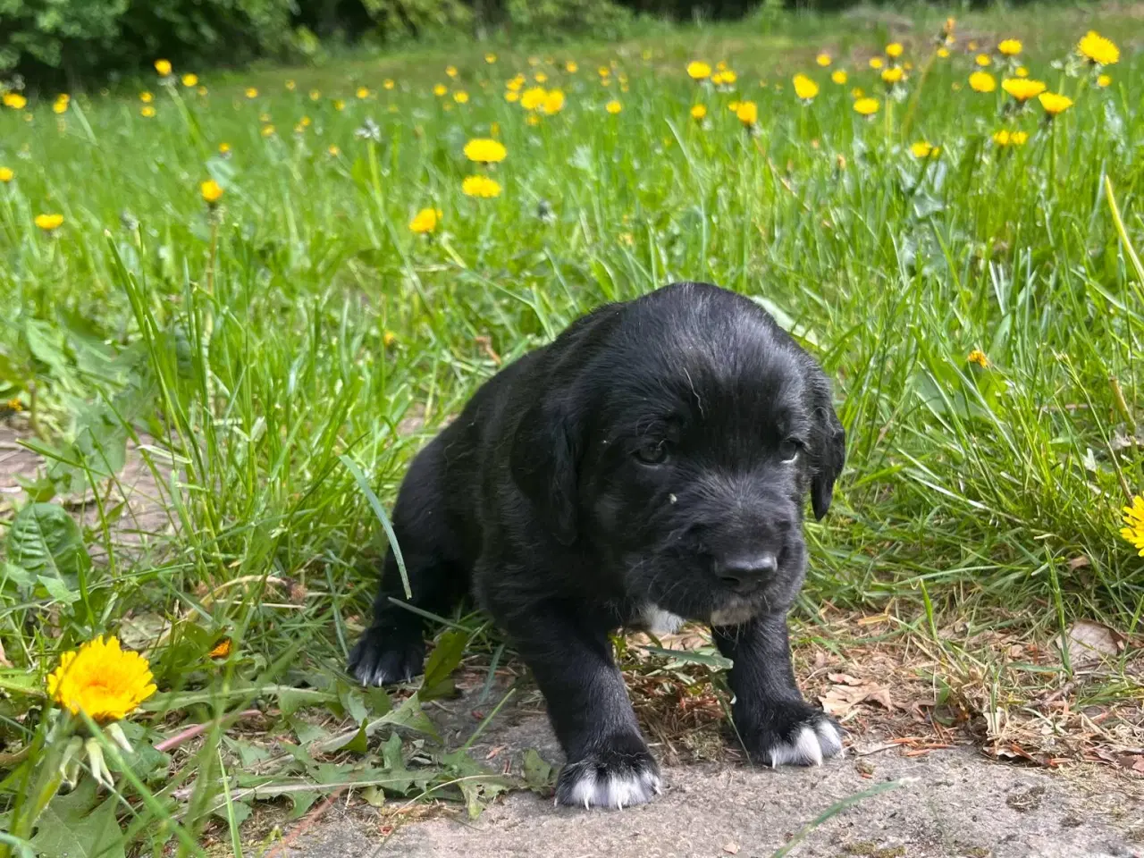 Billede 6 - Hvalpe - Labrador Retriever blanding