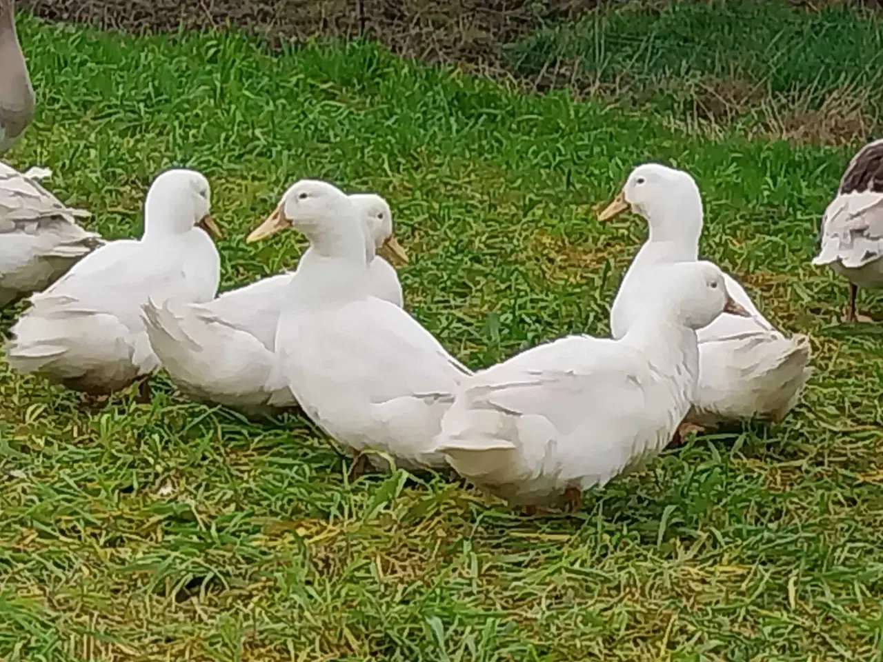 Billede 1 - Dansk Landand