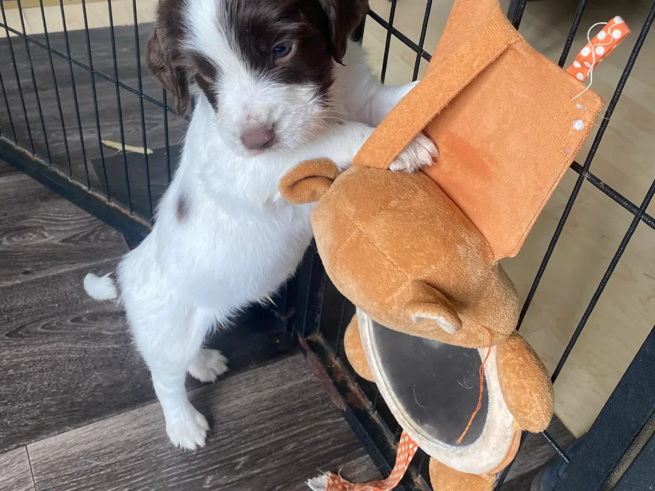 Billede 1 - Engelsk ft springer spaniels