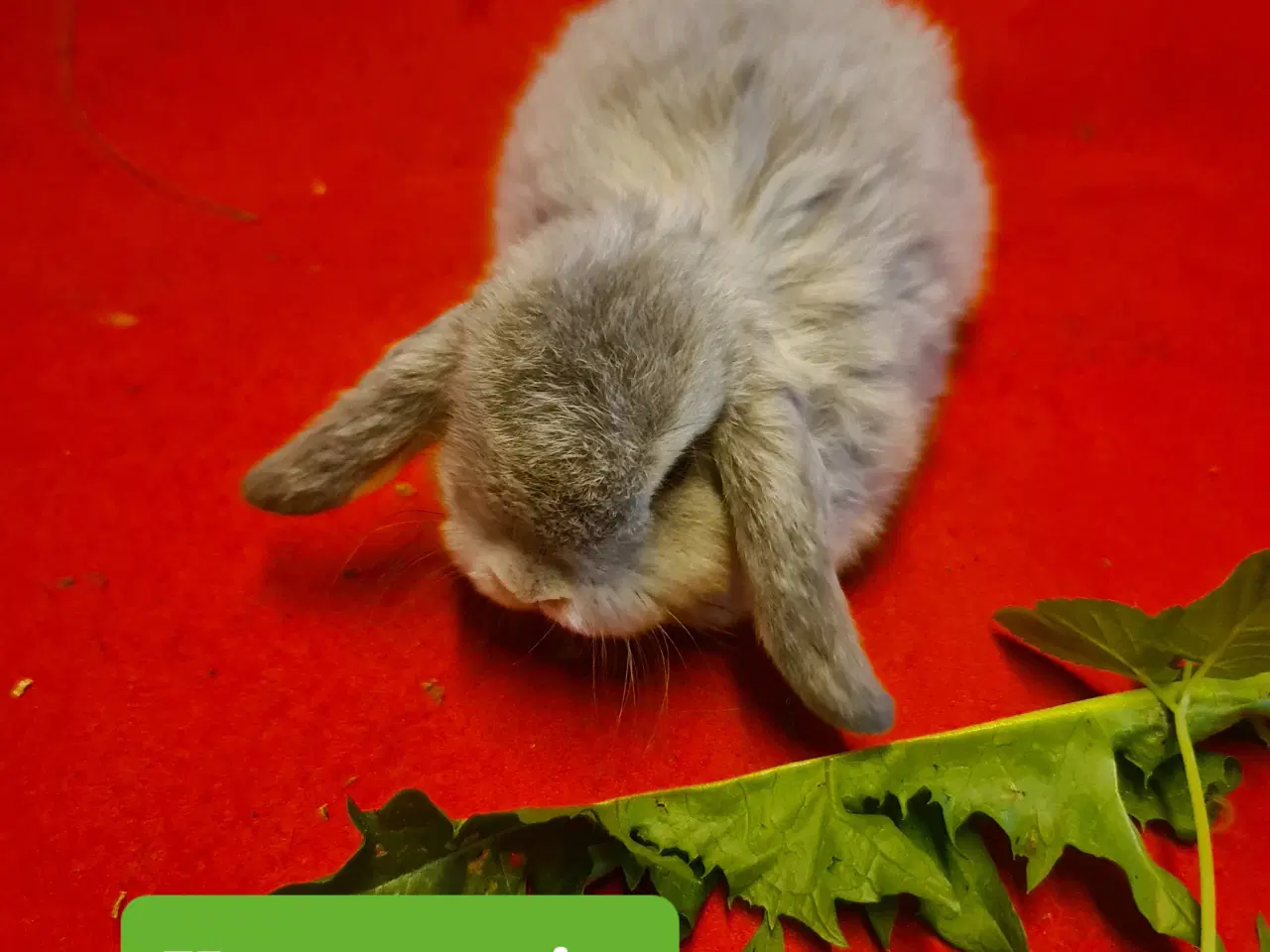 Billede 8 - Mini Lop Kaninunger 