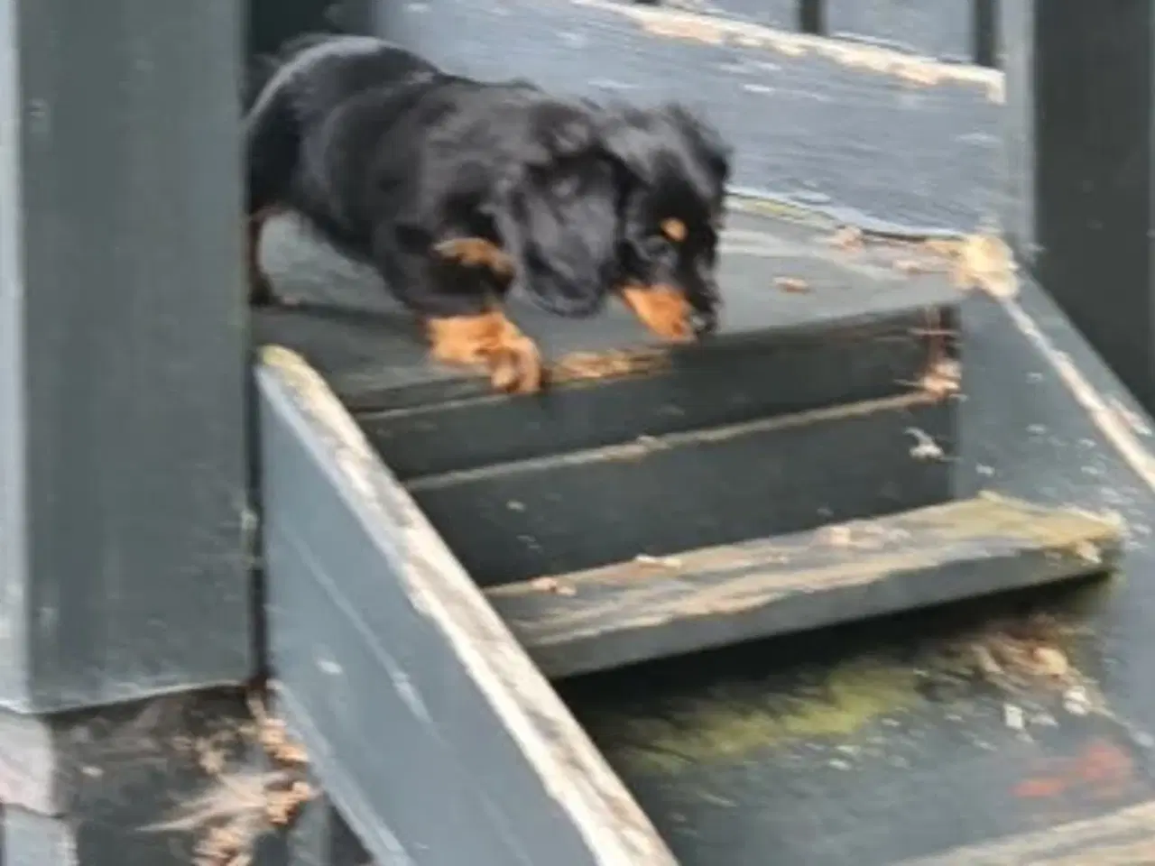 Billede 3 - Gravhunde Langhåret Dværg