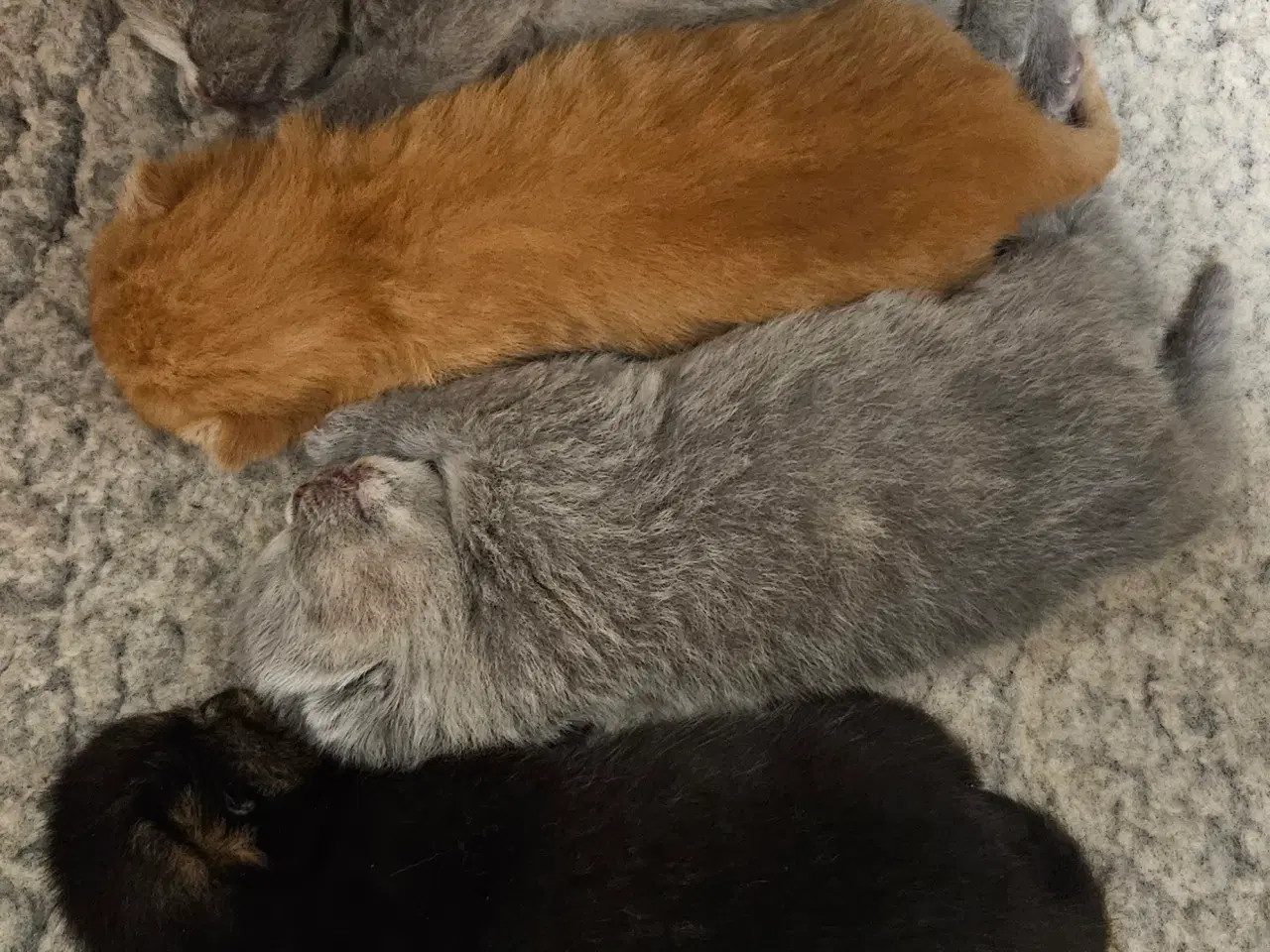 Billede 14 - British shorthair killinger med stamtavle