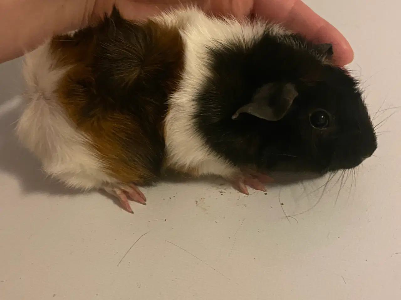 Billede 4 - 2 Hun marsvin 