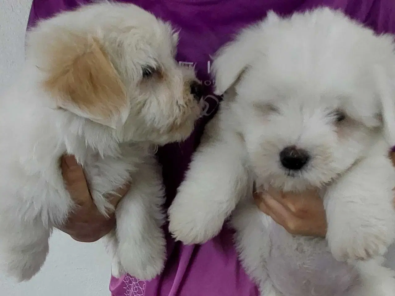 Billede 1 - Coton de tulaer