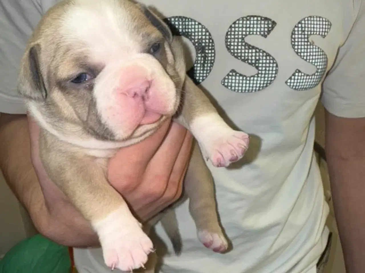 Billede 8 - American bully pocket hvalpe