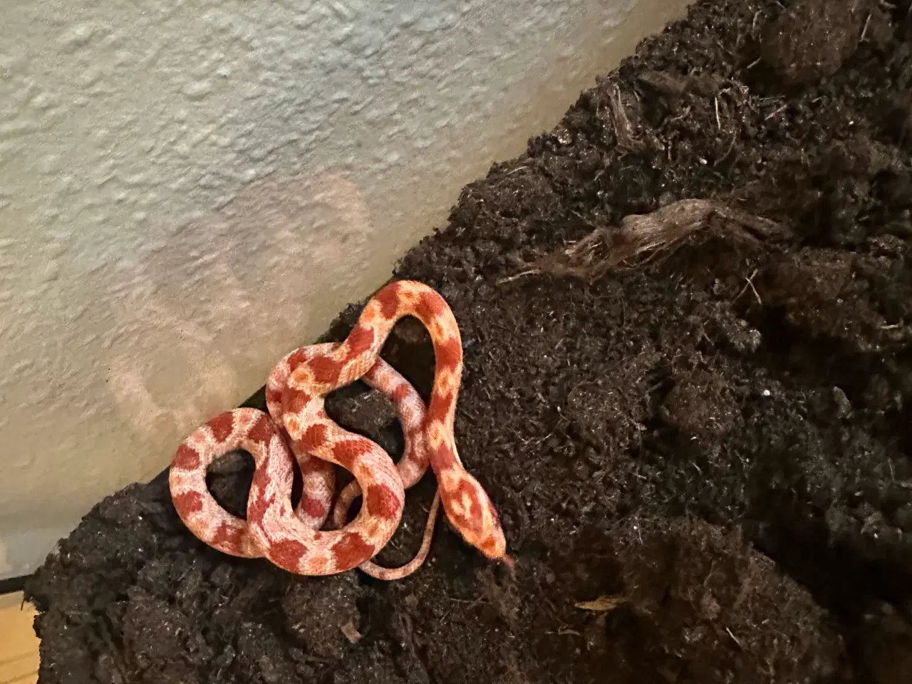 Billede 1 - Spritnyt Kornsnog-setup (Nypris 5000,-)