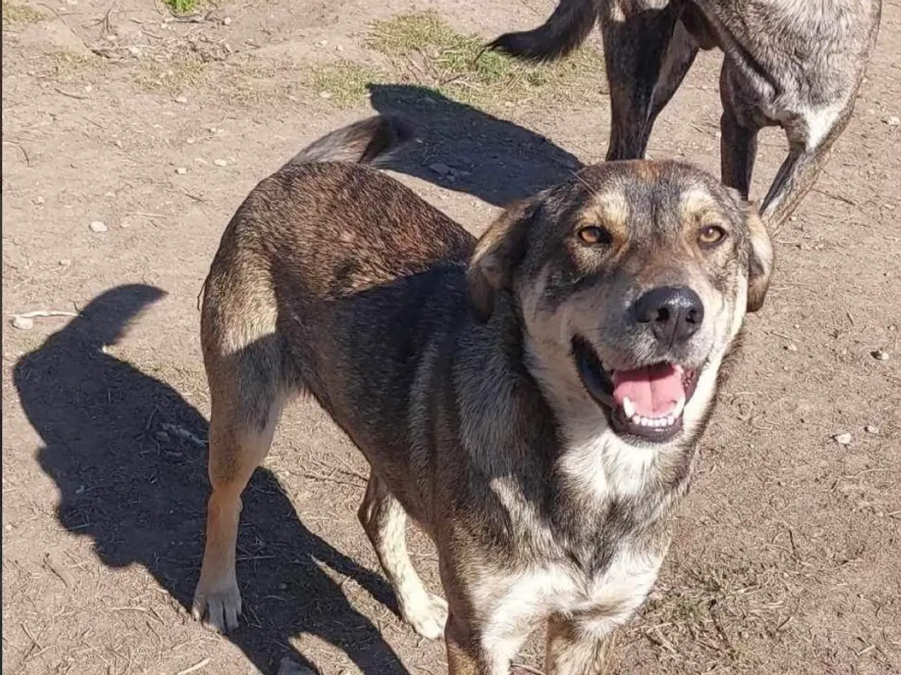 Billede 3 - Sødeste Pane søger familie