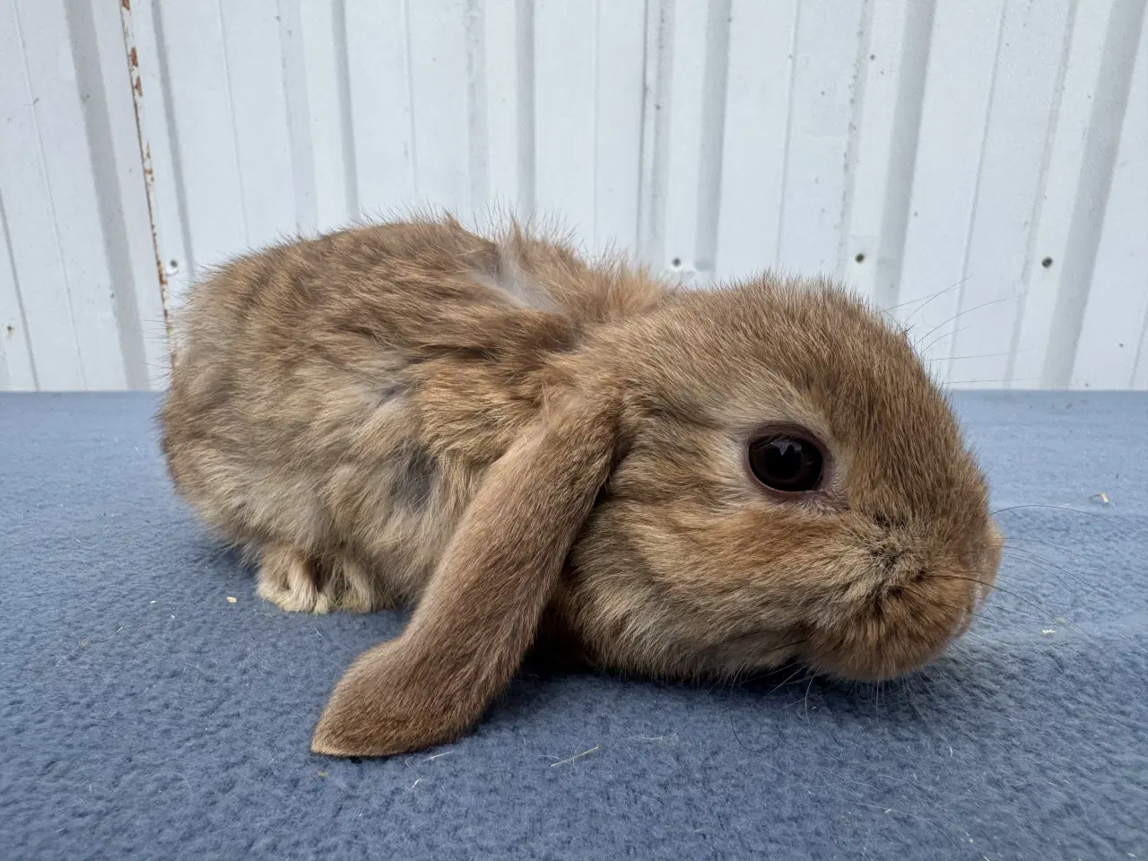 Billede 6 - Dværgvædder hankanin