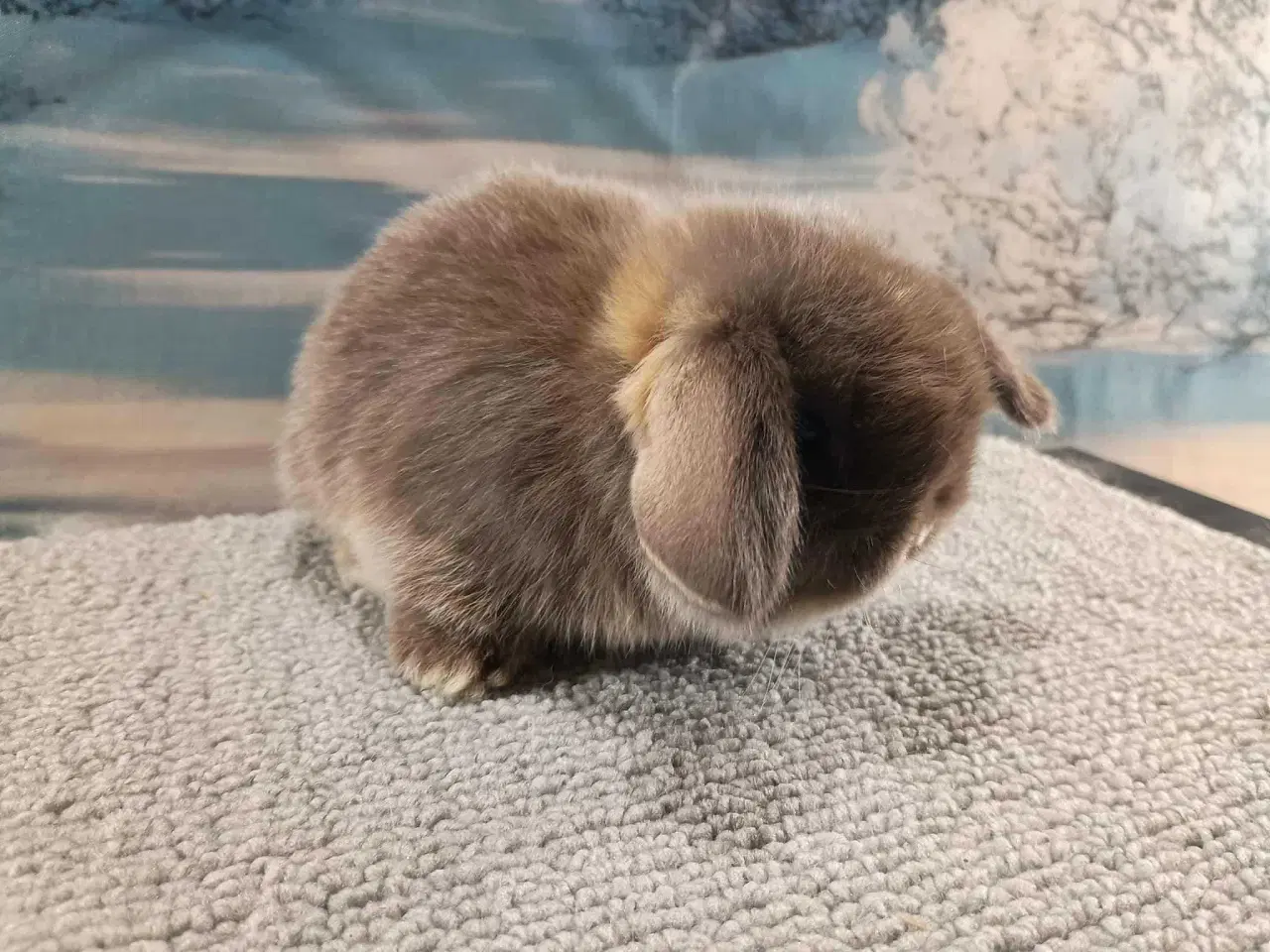 Billede 15 - Minilop pige, dværg kanin hun ung