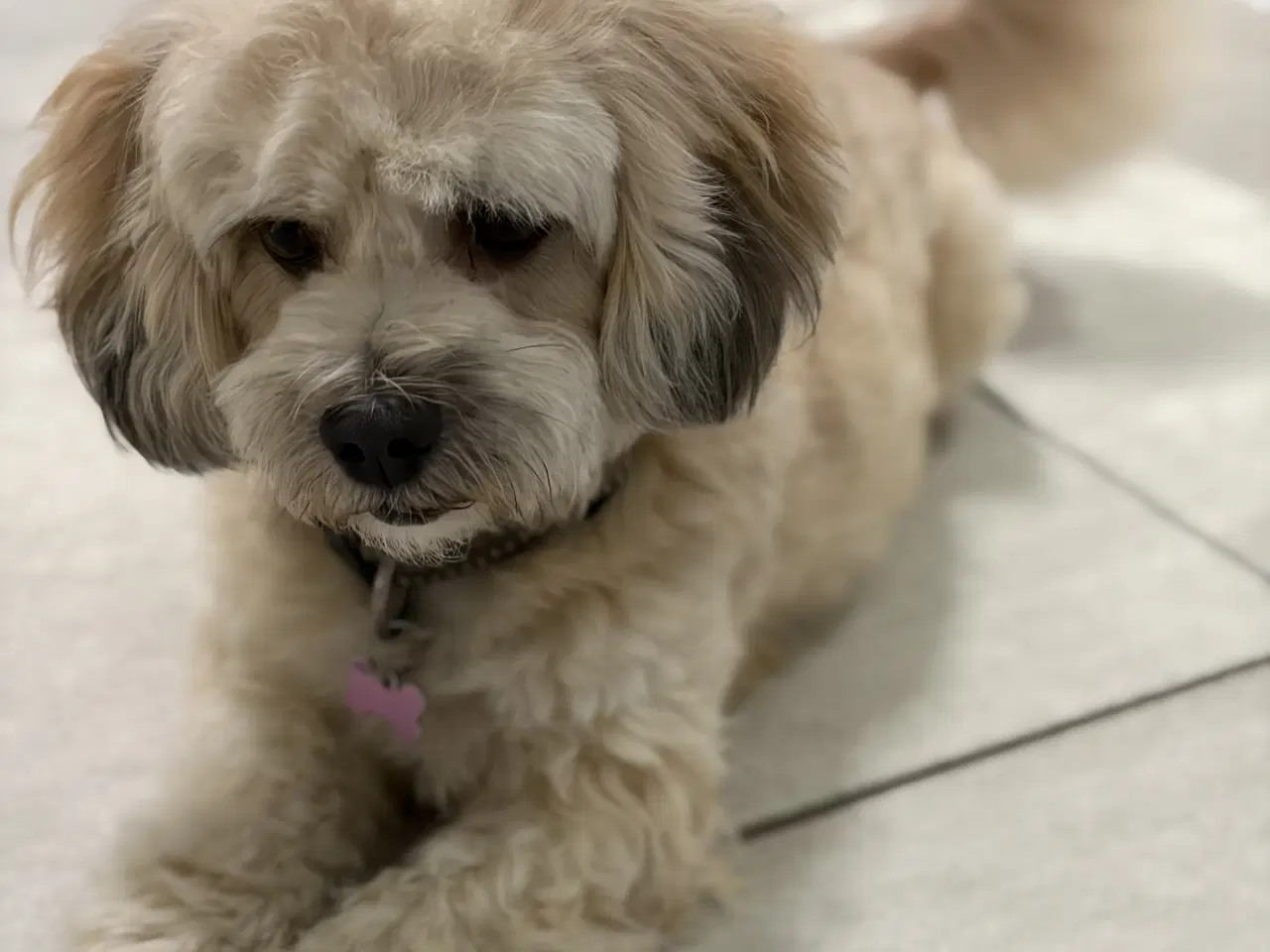 Billede 10 - Bichon havanise 