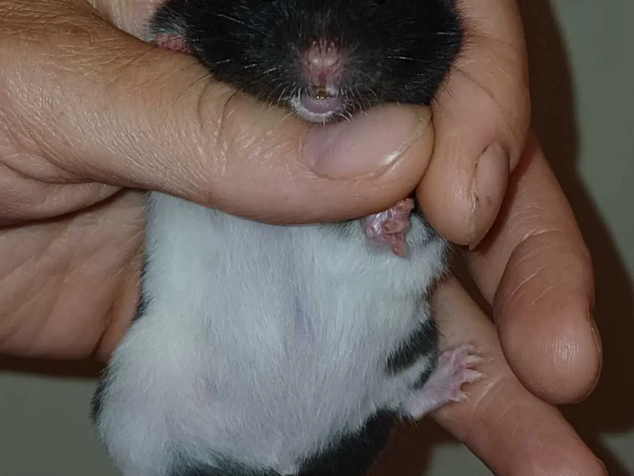 Billede 12 - Guldhamster unger 